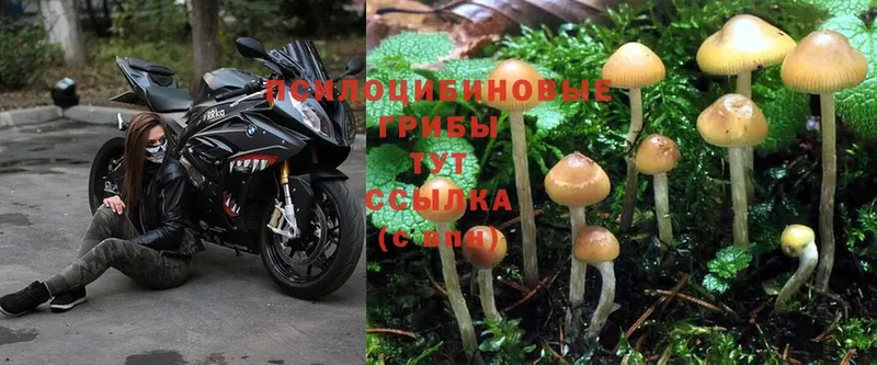 что такое наркотик  Верея  Галлюциногенные грибы Psilocybine cubensis 